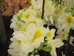 Rhododendron luteum Bianca - sommergrüne Azalee Bianca - Azalea pontica/flavum