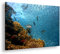deyoli Fische in bezaubernder Unterwasserwelt im Format: 100x70 als Leinwandbild, Motiv fertig gerahmt auf Echtholzrahmen, Hochwertiger Digitaldruck mit Rahmen, Kein Poster oder Plakat