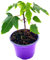 Papaya Sunnybees Carrica-papaya