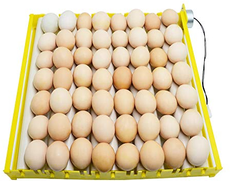 PAIDUOJI Nuevos modelos Incubadoras Bandeja de rodillos Codorniz (HT-9tubes-220V-FW)