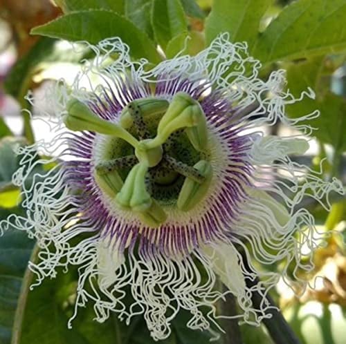 Winterharte Passionsblume Passiflora edulis 'Frederick' ca. 30 cm - exotische Schönheit - mehrjährige Kletterpflanze