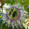 Winterharte Passionsblume Passiflora edulis 'Frederick' ca. 30 cm - exotische Schönheit - mehrjährige Kletterpflanze