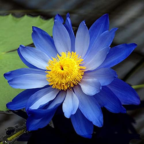 Winterhart Pflanzen, Magic of Nature, Sie Reinigen Das Wasser, Unglaublich AnpassungsfäHig. Seerosenpflanze, Trockenheitstolerant Und Einfach Anzubauen,-40pcs-f