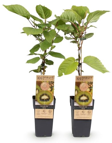 GreenboutiQ - Obstpflanze - Grüne Kiwi - Actinidia deliciosa Jenny - Grüne Frucht - 2 Pflanzen - Topf 15cm Höhe 50cm