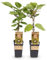 GreenboutiQ - Obstpflanze - Grüne Kiwi - Actinidia deliciosa Jenny - Grüne Frucht - 2 Pflanzen - Topf 15cm Höhe 50cm