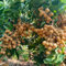 longan frucht samen baum deko obst longan obstbäume, alte sorten saatgut sapote frucht, winterharte kübelpflanzen bonsai baum samen frisches obst samen, gartendeko für draußen seltene 50pcs