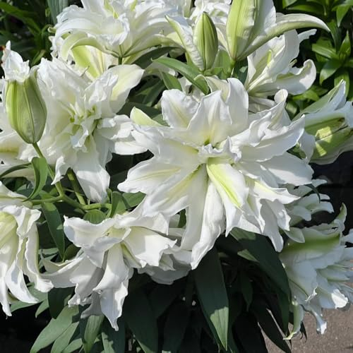4 pcs Lily Bulbs Perennials - Blumenzwiebeln FrüHblüHer, Zwiebeln Frisch Lilien Blumenzwiebeln Blumen Deko, Seltene Pflanzen Blumenzwiebeln MehrjäHrig Winterhart Topfpflanzen DraußEn