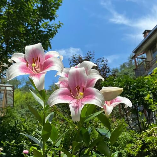 10 piezas Comprar bulbos de lirio - Lilium brownii - plantas en macetas para exteriores, plantas de jardín de rocas lirios gigantes lirios arbóreos tubérculos resistentes Plantas perennes