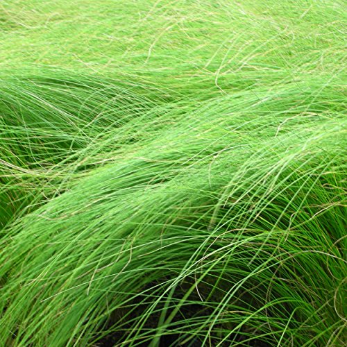 Blumixx Stauden Stipa tenuissima – Zartes Federgras, winterhart & pflegeleicht, silbrig-grün, ideal für Beete & Kübel, im 0,5 L Topf