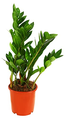 Dehner Glücksfeder, mit ledrigen Fiederblättern, 20-30 cm, Ø Topf 17 cm, Zimmerpflanze