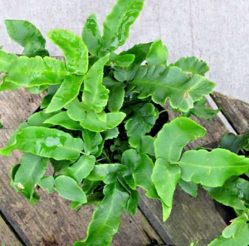 Harts ZUNGE FERN 'furcata' 509 Sporen (SEEDS) Unusual SPLIT BLÄTTERN, Hardy FERN