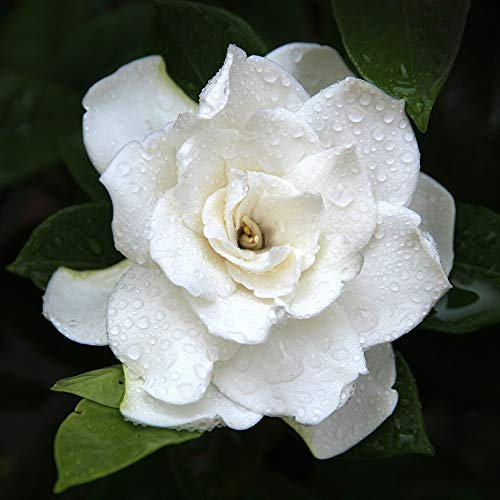 Gardenia Jasminoides Crown Jewel Garden Plant Hardy Evergreen Shrub Flowering Garden Plants Easy to Grow Your Own 2X 9cm Potted Plants by Thompson and Morgan