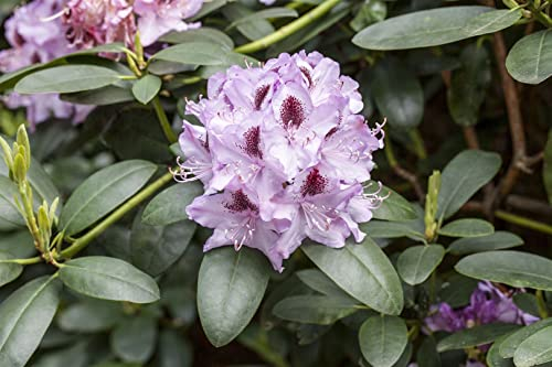 Rhododendron Hybr. 'Humboldt' 50-60 cm - Rhododendron, rosa Blüten mit rotem Auge, Blütezeit Mai-Juni, ideal für Halbschatten, immergrün, winterhart
