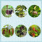 500 pcs maulbeeren baum winterhart samen, maulbeere, säulenobstbäume garten maulbeerbaum kaufen - Morus alba - pflanzen balkon alte sorten saatgut obstbäume kaufen ostergeschenke extrem
