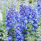 semi di delphinium Delphinium elatum piante bonsai fiori giardino decorazione del balcone selvatici da tappezzante perenne 100pcs