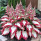 Hosta-Zwiebeln,GroßE Blattpflanzen,Hosta Pflanze Winterhart,Winterhart MehrjäHrig,Funkien Knollen-4zwiebeln-C