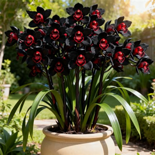 Cymbidium Orchid bulbi,Orchidea del cymbidium,perenni,Ambiente paesaggistico,Decorazione del giardino,cymbidium pianta vera(non fiori artificiali)-3pc-F