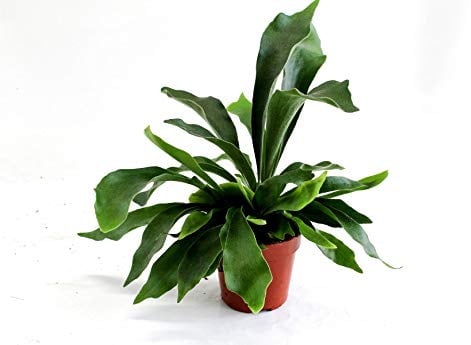 Geweihfarn 35 cm Platycerium Bifurcatum Zimmerpflanze