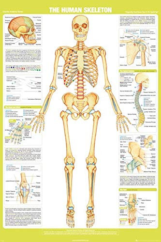 Skeleton Poster Skeleton, 61 x 91,5 cm