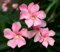 Oleandro a cespuglio Rosa Nerium Oleander pianta in vaso ø18 cm Vivaio di Castelletto