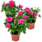 3 macetas rosa rosa rosa – Rosa – Planta de terraza e interior – 12 cm – 20 – 30 cm