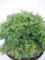 Kumulus Sawara Zypresse - Chamaecyparis pisifera Cumulus - Bonsai Koniferen