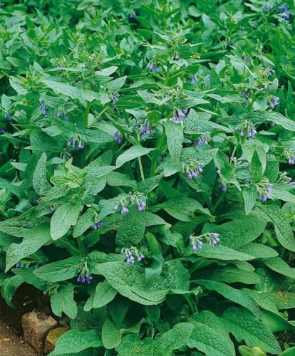 Symphytum azureum 9x9 cm Topf – Winterhart, Mehrjährig, Pflegeleicht – Blaues Beinwell – Staude für Beet & Naturgarten