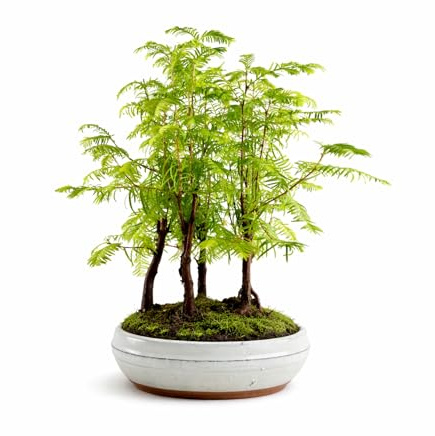Metasequoia Forest Bonsai Tree – Dawn Redwood Mini Forest – Outdoor Bonsai in Ceramic Pot – Real Live Tree – Unique Gift – 16cm Pot