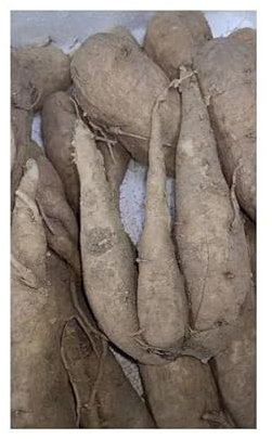 Stk - 10x Talinum caffrum Caudex Zimmer Pflanzen - Samen B2285 - Seeds & Plants Shop by Ipsa