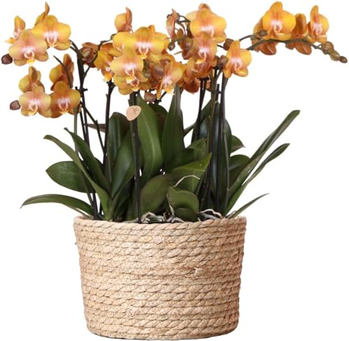 Kolibri Orchids | orange Orchideen-Set im Schilfkorb inkl. Wassertank | drei orange Orchideen Las Vegas 12cm | Mono Bouquet orange mit autarkem Wassertank.