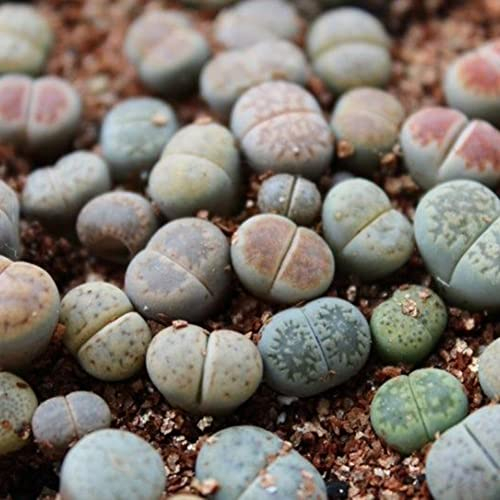 Haloppe 100 Stück gemischte Lithops-Blumen, Pflanzensamen für die Hausgartenbepflanzung, seltene Mischung von Lithops-Samen, lebende Steine, Sukkulenten, Kakteen, gesunde Massensamen
