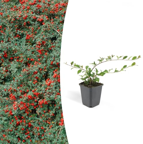 Green Bubble Trendyplants - Cotoneaster dammeri - Zwergmispel - 20 Stück - Winterhart - Höhe 15-25cm - Topfgröße Ø9cm
