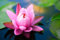 adrium Acryl-Bild 50 x 30 cm: Rosa Lotusblumenhintergrund (17315851)