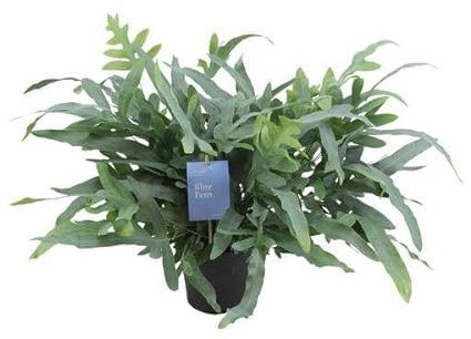 Blauer Tüpfelfarn Phlebodium Aureum Blue Star Zimmerpflanze Ø17 cm 50 cm