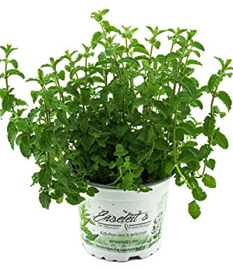 Erdbeer Minze Mentha speciosa
