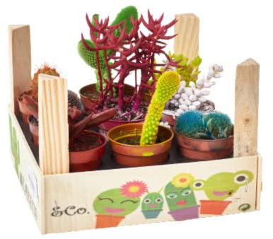 verdecora Caja Cactus de Colores 9 Unidades | Cactus y Crasas de Colores en macetas de Ø5,5cm | En Caja de Madera Decorativa
