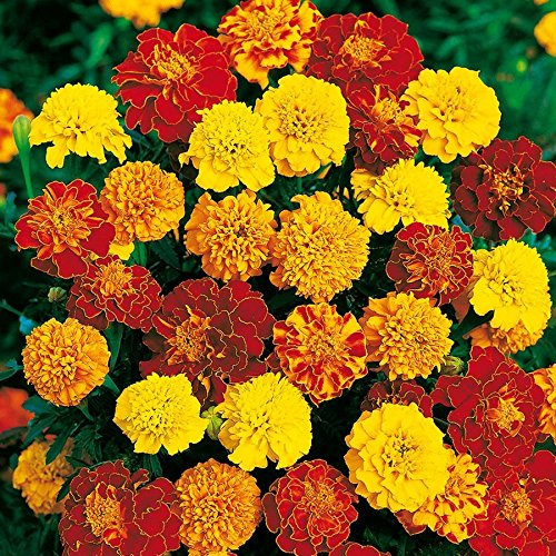 Tagetes, 'Bonita-Mischung'