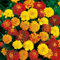Tagetes, 'Bonita-Mischung'
