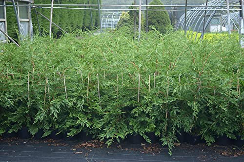 2-3ft Leylandii Green Hedging Conifers, 2ltr pots, Evergreen Hedging (2 Pack)