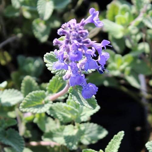 6x Katzenminze - Nepeta faassenii - Topf 9x9cm