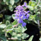 6x Katzenminze - Nepeta faassenii - Topf 9x9cm