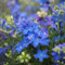 100 pcs rittersporn samen mehrjährig - Consolida ajacis - balkonpflanzen, alte sorten saatgut rittersporn pflanze Delphinium gartensamen, kübelpflanzen winterhart blumensamen gastgeschenk,