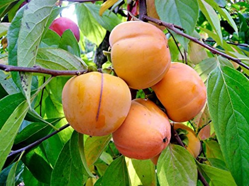 ALBERO DEI FRUTTI DEGLI DEI - LOTO/KAKI -DIOSPYROS KAKI VANIGLIA-SIMILE VANIGLIA- albero da esterno pianta vera