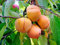 ALBERO DEI FRUTTI DEGLI DEI - LOTO/KAKI -DIOSPYROS KAKI VANIGLIA-SIMILE VANIGLIA- albero da esterno pianta vera