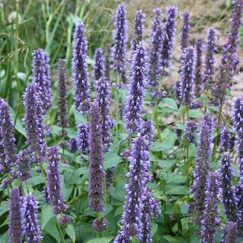 Plant Theory Blue Fortune Mexican Giant Hyssop Perennials Flowering Plants Agastache 2L Pot