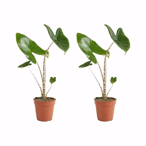 Bloomique - Lot de 2 - Alocasia Zebrina - Oreille d'éléphant - Plantes d'intérieur - Purificateur d'air - 30-50 cm de haut - Pot de 14 cm