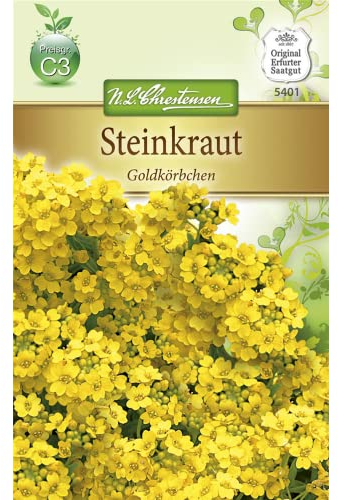 Chrestensen Steinkraut 'Goldkörbchen'
