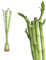 10x Lucky Bamboo Glücksbambus - 50cm GERADE - Straight in verschiedenen Groessen - Zimmerbambus Gluecksbambus Zimmer Deko Bam Boo dracaena sanderiana Zimmerpflanze