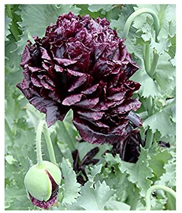 Schwarzer Mohn - 100 Samen