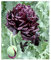 Schwarzer Mohn - 100 Samen